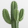 cactusesanitizer